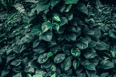 Beautiful nature background of vertical garden with tropical green leaf