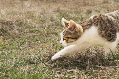 Cat looking away on field