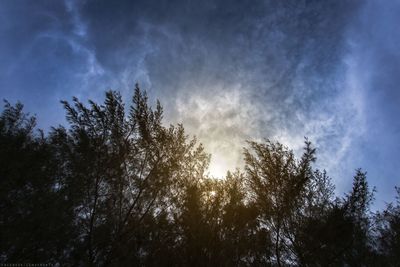 Low angle view of sunlight streaming through trees in forest