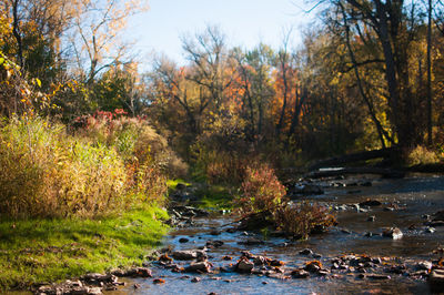 Scenic view of forest