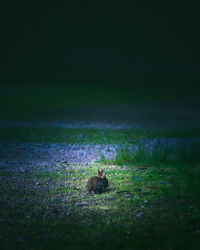View of horse on field