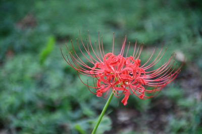 Close-up of red flower