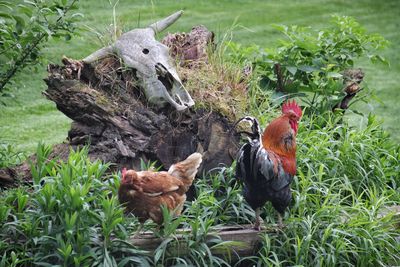 Rooster and chicken in farm