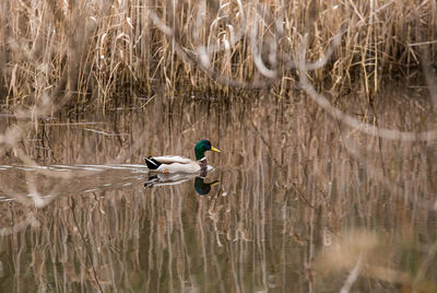 Ducks in a lake