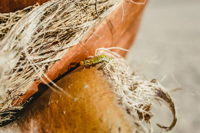 Close-up of dry leaf on plant