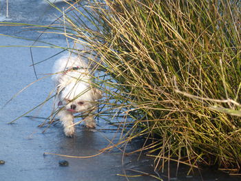 Close-up of dog