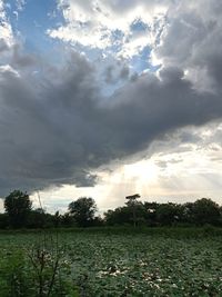 Scenic view of field against sky