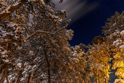 Low angle view of trees against sky at night