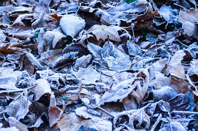 Close-up of snowflakes on snow