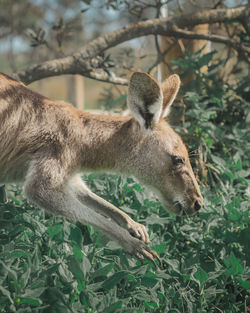 Close-up of deer on field