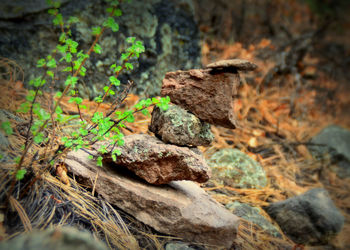 Close-up of plant growing on rock