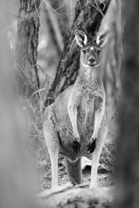 Close-up of kangaroo