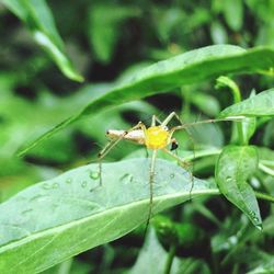 Close-up of insect on plant