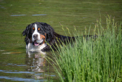 Portrait of dog in grass