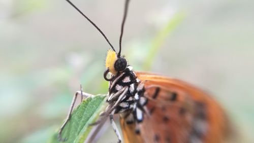 Close-up of butterfly on leaf