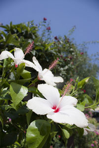 Close-up of pink flowers