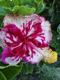 Close-up of pink flower blooming outdoors