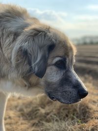 Close-up of dog looking away