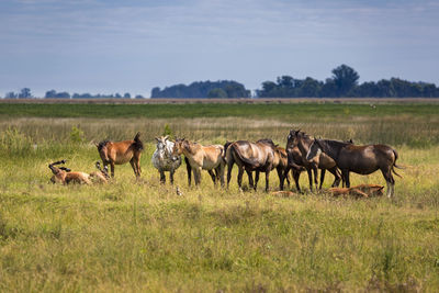 Horses on field against sky