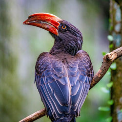 Close-up of bird perching on branch