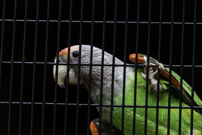 Close-up of parrot in cage
