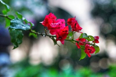 Close-up of red flowers