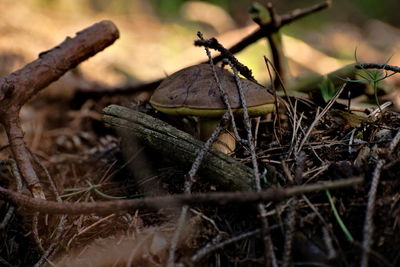 Close-up of lizard on land