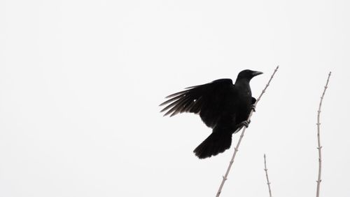 Close-up of bird perching on clear sky