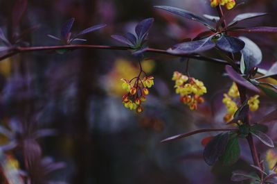 Close-up of yellow flowers