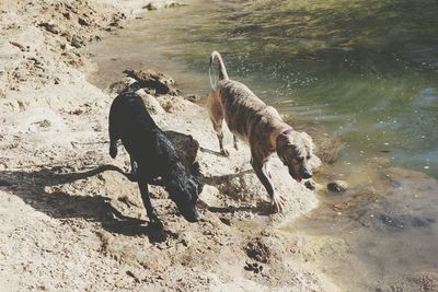 High angle view of dog playing at the river 