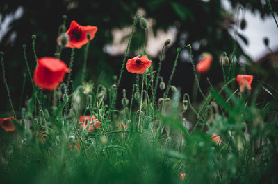 Close-up of red poppy flowers on field