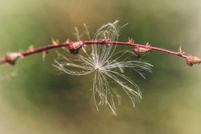 Close-up of wet plant