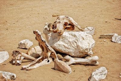 Close-up of animal skull on sand