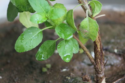 Close-up of fresh green plant