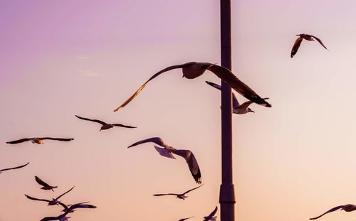 Low angle view of birds flying in sky