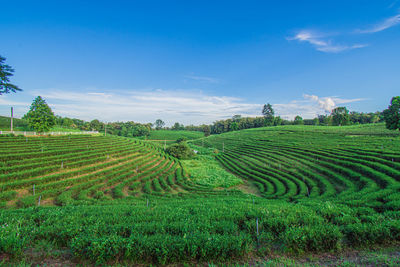 Scenic view of agricultural field against sky