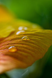 A macro image of water droplets after a rain shower on a leaf