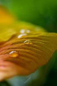 Close-up of raindrops on yellow flower