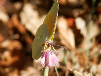 Close-up of butterfly pollinating on flower