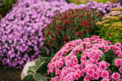 Bushes of garden flowers grow in a flowerbed with a fluffy bush. autumn beautiful background. 