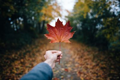 Cropped hand of person holding autumn leaf against trees