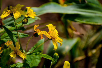 Close-up of bee pollinating on yellow flower