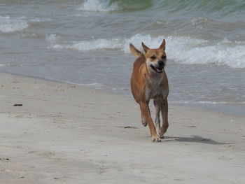 Dog running on beach