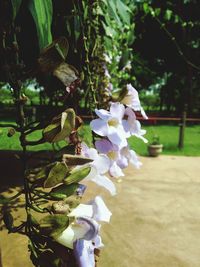 Close-up of white flowers