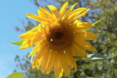 Close-up of sunflower