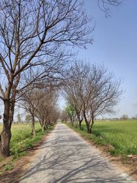 Road amidst bare trees on field