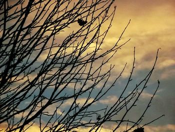 Low angle view of tree branches against sky