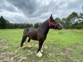 Horse standing in ranch