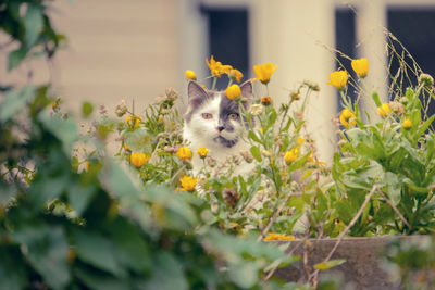 Close-up of cat sitting in yellow flowers