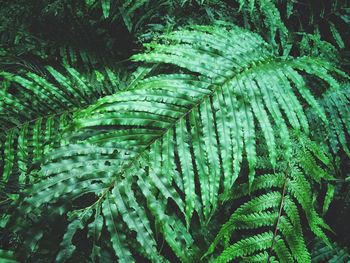 Full frame shot of leaves